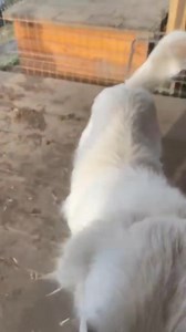 2.9K views · 185 reactions | ❤️ Lenni ❤️ Ist er nicht zuckersüß? Der Kleine ist einer von den geretteten Ovidiu Welpen. Lenni ist aktuell 9-10 Monate alt und wird eine mittlere Endgröße erreichen. Der Kleine ist offen, neugierig und verspielt ❤️ Er liebt es mit den anderen zu spielen und zu kuscheln. Lenni ist gechipt, geimpft und reist nach positiver Vorkontrolle, Schutzvertrag und Schutzgebühr über einen Partnerverein aus. | Homeless Dogs Romania e.V | Facebook