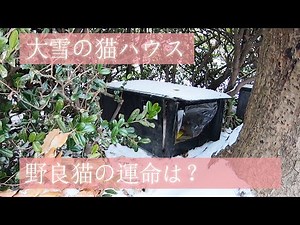 大雪の日の猫ハウス！？野良猫たちは大丈夫だろうか？