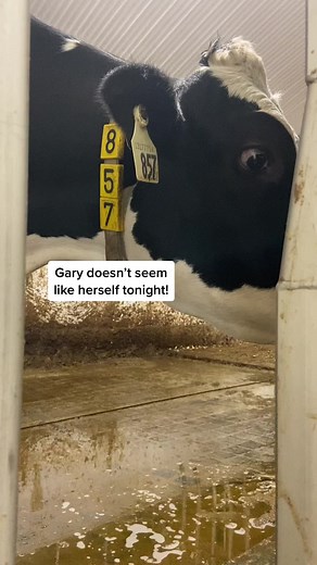 Strange things have been happening arounf here lately! #garythecow #cow #cowtok #cows #mystery #cowfarm #dairycows #dairyfarm #strange #barn #newbarn #roboticmilkers #robots #gea #fyp #foryou #fypシ゚viral #fypシ #follow #the_beef_boys #tiktoker #kidtok #kids #prank #farmlife #farmlifeisthebestlife #doritosflatlife #novascotiacanada #country #halloween
