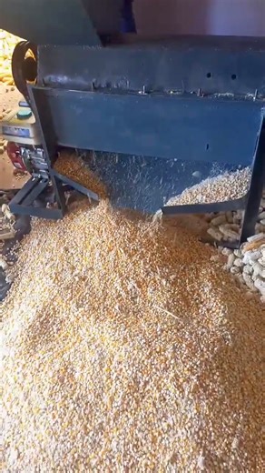 After-harvest activities for maize requires shelling which can be done manually or using a machine, either petrol, diesel or electric. * Let's look at it; 1. Manual shelling using women who will charge anywhere from MK1000-1,500/ 50kg bag. It's a bit time consuming but that's up to you. * In some cases or locations, the women will opt to do it for free to collect the 'Zisononkho' 🤣. 2. Petrol or diesel powered machine. We are using this and spending MK12,000 for 50 bags shelled of 50kgs within 