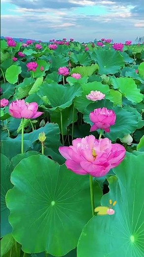 Enchanting Lotus Flowers: Nature's Tranquil Beauty Captured in Stunning 4K #LotusFlowers