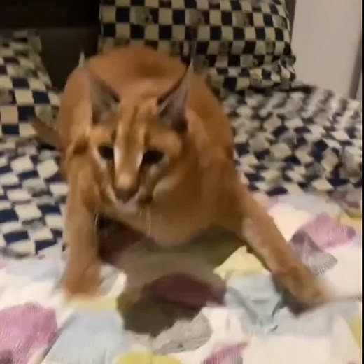 La Floppa Original: La Mascota Que Se Robó Corazones