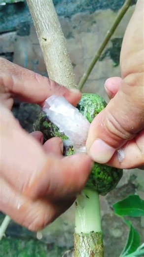 Simple and practical to layer like this, just split it and put it in the medium 😄 #airlayering