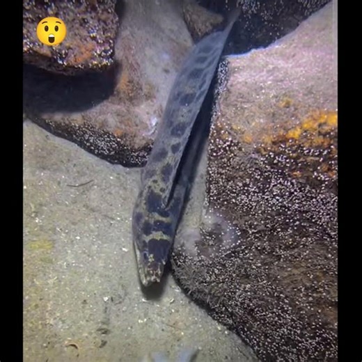 Underwater Fishing Challenge 🐟 | Funny Adventure