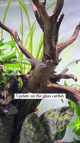 The 8 glass catfish are doing really well. They are well fed and healthy. They seem to be more active at night and only around 5-6 of them come out at a time in the day. Next focus is to train them to eat the tablet I stick on the aquarium glass. Aiming to see them feel more comfortable to get closer to the front side of the tank. :) .⁣ .⁣ .⁣ .⁣ #corydorasgoldlaser #corydorasbrochis #corydorasmerlini #hillstreamloach #glasscatfish #whiptailcatfish #cardinaltetra #plantedtank #aquarium #aquascape