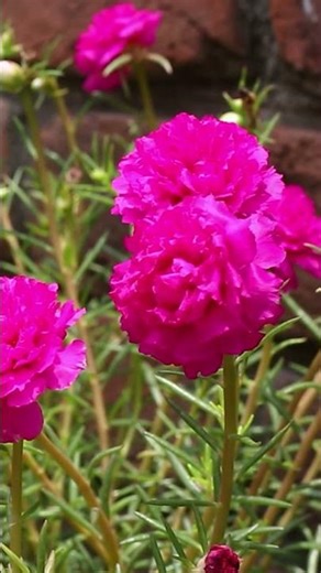 47 Best Flowers for Full Sun