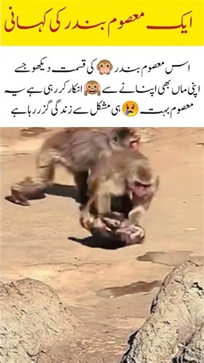 A Helpless Baby Monkey Rejected by Its Own Mother 💔🐒 | Emotional & Heartbreaking Story#viralvideo