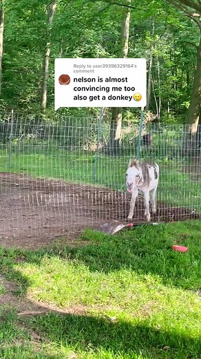 Replying to @user39396329164 You won’t regret it! Unlimited brays and smiles ❤️🐴 #SplashSummerVibe #minidonkey #nelsonthedonkey #braysfordays
