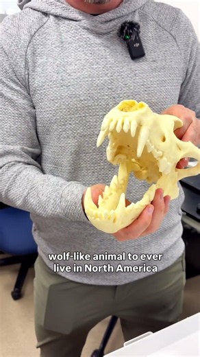 What does a 30,000 year old dire wolf fossil look like? 🦴 #DireWolf #Paleontology #UCMerced