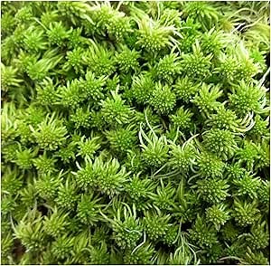 Super Sphagnum Moss 8"x10" Bag for Terrariums Orchids Reptiles Carnivorous Plants