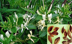 Tìm hiểu 7 trường hợp tương tác của thuốc trong Y học Cổ truyền