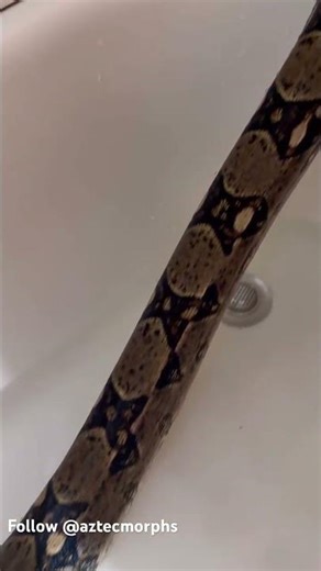 #snake #exoticaquariumfish #aztecmorphs #exoticpets #reptiles