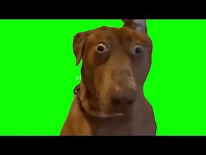 Shocked Dog Meme | Green Screen | 4K