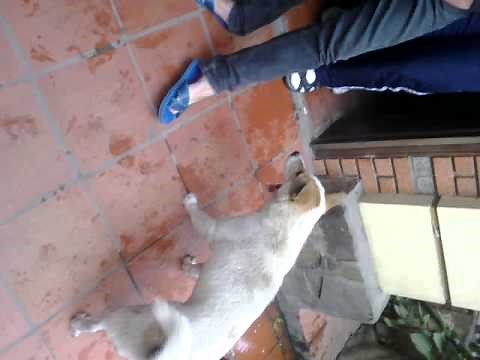 Chó lên cơn đụ người.