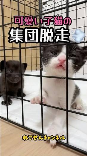 小さな脱走犯…子猫ケージから脱出成功！？ | ねこせん