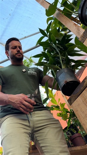 O que aconteceu com meu bambu da sorte? Veja o diagnóstico rápido