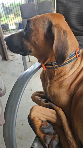 Deano 🇦🇺 (@deano_adhq)’s videos with Original Sound - Unknown