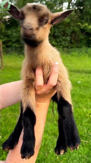 Cute Baby Goat Sounds 🐐❤️ | Adorable Baby Goat Video