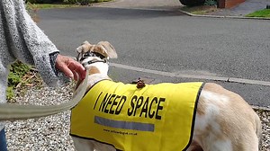 Jester and his new friend | Yellow Dog UK