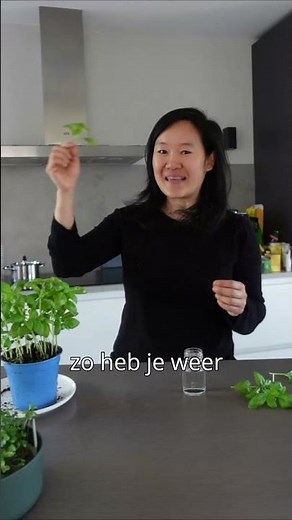 Make endless basil plants from 1 plant #basil #growingbasil #supermarketherbs