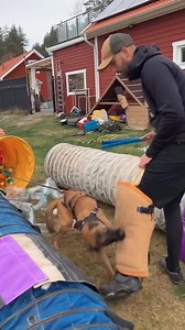 🇺🇸 Mondioring can be a really challenging sports! What do we need in training? Full motion. Full function. Full protection. Our dogs give everything in sports and work – it’s only fair we give them everything in return. The best care, the best gear, the best protection. The IQ Performance Pro Cobra Harness is built for ultimate performance and safety, so your dog can unleash its full potential while staying protected. Train hard. Train safe. Always. 🇩🇪 Mondioring ist ein richtig anspruchsvol