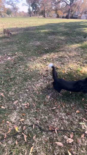 dog pack behavior analysis! take a look at how the pack reacts to heightened energy, and watch my aggressive pitbull choose avoidance over fight when he feels uncomfortable 🙏 keep in mind this pack is seasoned and has been through a lot together. the same results won’t be achieved with random groups of dogs 👀 this is the juice right here 🤤 bindi’s just along for the ride 😅 questions? comments? drop em! can’t stop laughing at my slo-mo voice 😂😂 #stlouisdogtrainer #dogs #dogbehavior #dogbeha