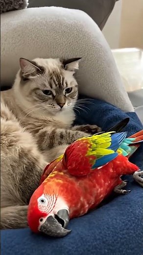 Parrot Annoys Cat… Then Pretends to Faint! 😂 | Cute & Funny Animal Drama