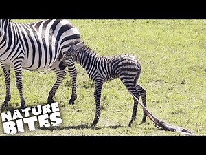 Newborn Zebra Still Attached to Placenta | Nature Bites