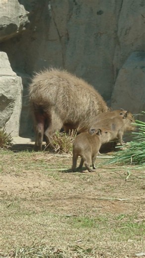 【神戸どうぶつ王国】R8.7.12仔カピバラのほんわかぷっぷー♪‪@kobeanimalkingdom9801‬