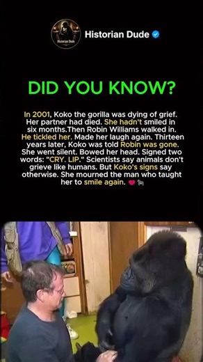 Koko the Gorilla's Heartbreaking Goodbye 💔🦍 #shorts #facts #history