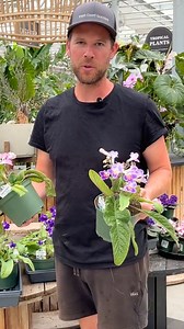 Streptocarpus! Now in store 💜 These unique tropicals have gorgeous, gentle blooms with bright colours. Bryan has some great tips on caring for these rare tropicals such as how to water, trim and keep them looking healthy. 🌿 Streptocarpus are related to African Violets, so if you've enjoyed those famous plants, you might love a Streptocarpus! 🥰 —Give them bright, indirect light. —Let plants dry slightly between waterings and then soak them (from the bottom!) —Fertilize them lightly and trim aw