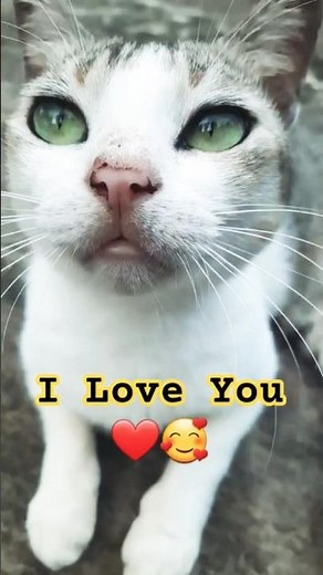 Do you love me ?❤🥺 | Cute Cat Video #cat #shorts #cats #cute #kitten #love #catlove #viral #trending