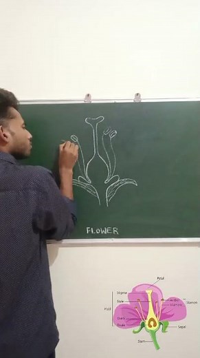 "Anatomy of a Flowering Plant" or"Diagram of a Flowering Plant Structure"