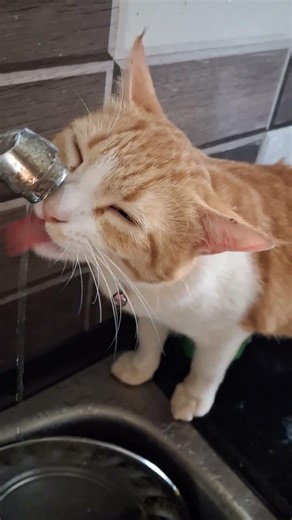 my kuttu 🥰🥰🥰 #youtube #funny #c#cat #shorts