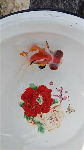 Butterfly tailed goldfish! I can't see the tail shape clearly in the white basin! #goldfish #koi