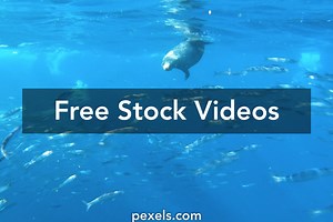 Effortless Videos, Download The BEST Free 4k Stock Video Footage & Effortless HD Video Clips