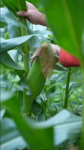 Planting Flint Corn results in Tutorial #farming #shorts