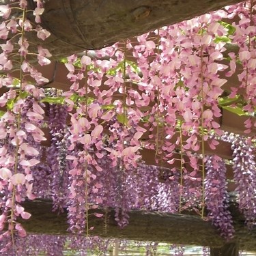 藤の花の季節はいつ？開花時期や見頃、花言葉や品種の違いも解説！