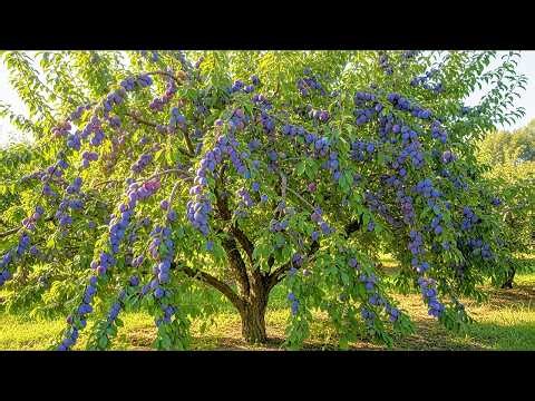 Exploring a New Plum Variety with Super Big and Many Fruits in a Rural Area of Switzerland