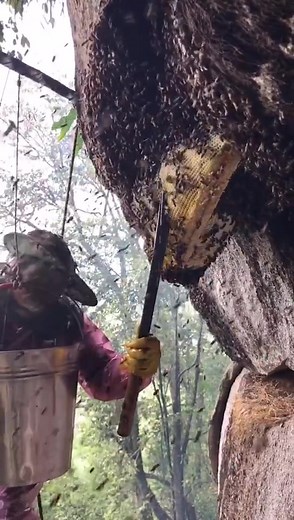 Dancing Jungle Beekeeper: Captivating Honeybee Movements