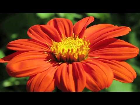 Gardening Tips : How to Grow Mexican Sunflower (Tithonia Rotundifolia)