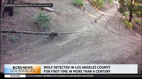 Wolf visits Los Angeles County for first time in 100 years, wildlife officials say