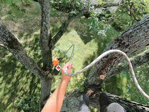 3K reactions · 161 shares | Just monkeying around! #monkey #climbing #tree #swing #jump | Vance Tree Service Inc | Facebook