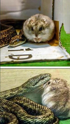 Hamster and Snake Became Best Friends: Unlikely Animal Friendship