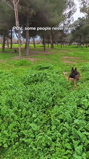 Frustrations with Dog Owners: A Personal Experience