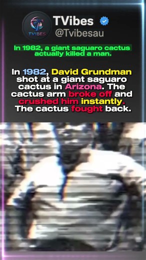 He Shot at a Giant Cactus in Arizona — Then Its Arm Fell and Killed Him Instantly.