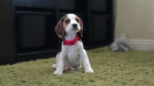 Beagle puppy grows from eight weeks to tiny tyrant