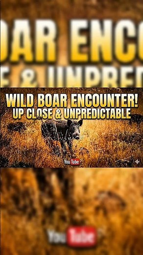 WILD BOAR ATTACKS! Shocking Close Encounter (Must See)
