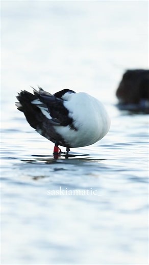 Nuit à la hutte: Chasse au canard et chanteurs emplumés