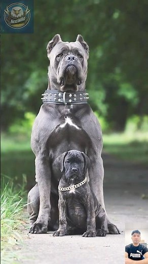 AGGRESSIVE CANE CORSO Shows Power Beyond Its Age | Future Guardian in Training